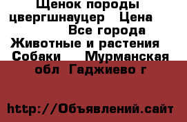 Щенок породы  цвергшнауцер › Цена ­ 30 000 - Все города Животные и растения » Собаки   . Мурманская обл.,Гаджиево г.